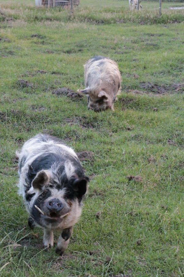Hoeve Op Vollenhof Wezep Luaran gambar